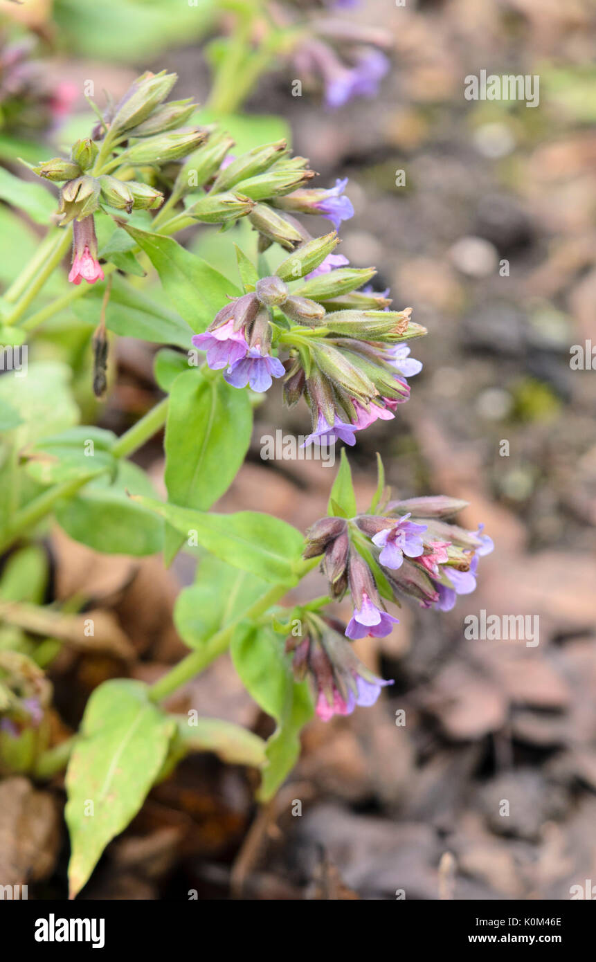 Haarige lungenkraut (pulmonaria Mollis) Stockfoto