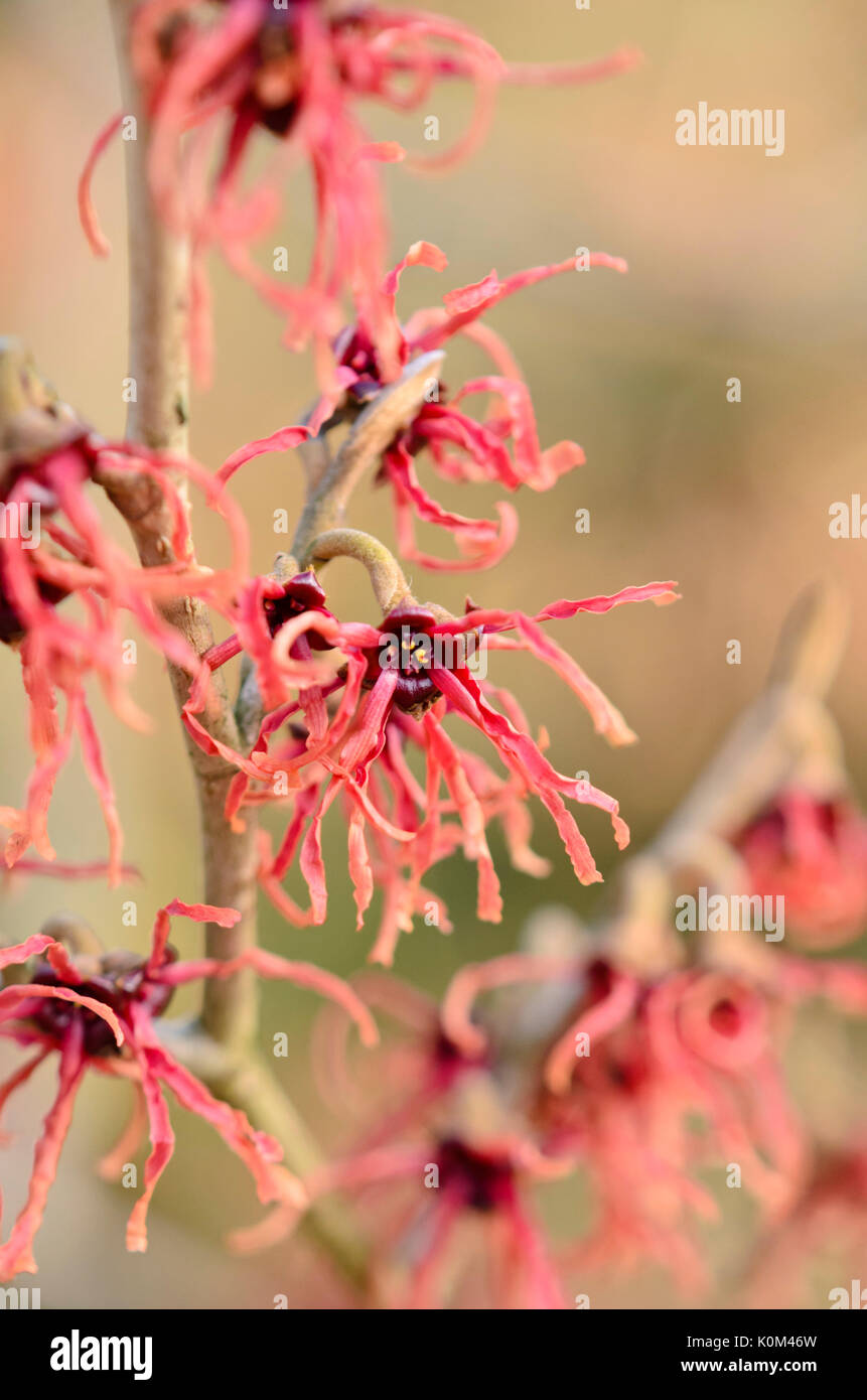 Zaubernuss (hamamelis x intermedia 'Karminrot") Stockfoto