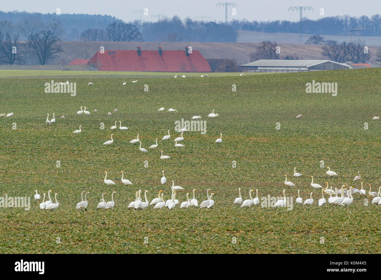 Gehören singschwan (Cygnus Cygnus) auf einem Feld, Land Brandenburg, Deutschland Stockfoto