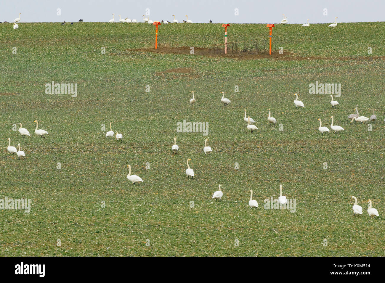 Gehören singschwan (Cygnus Cygnus) auf einem Feld, Land Brandenburg, Deutschland Stockfoto