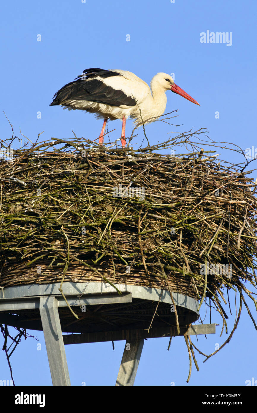 Weißstorch (Ciconia ciconia) in seinem Nest Stockfoto