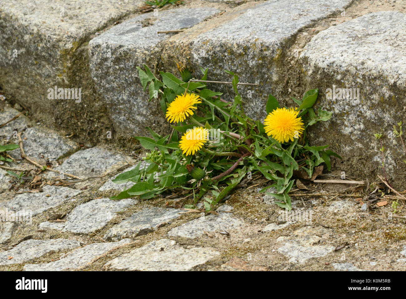 Gemeinsame Löwenzahn (Taraxacum officinale) Stockfoto