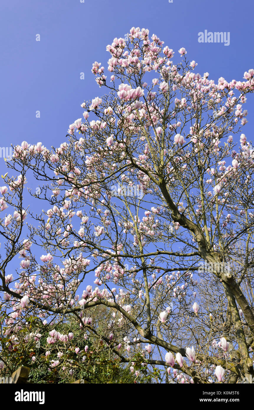 Die lenne Magnolia (Magnolia x soulangiana) Stockfoto