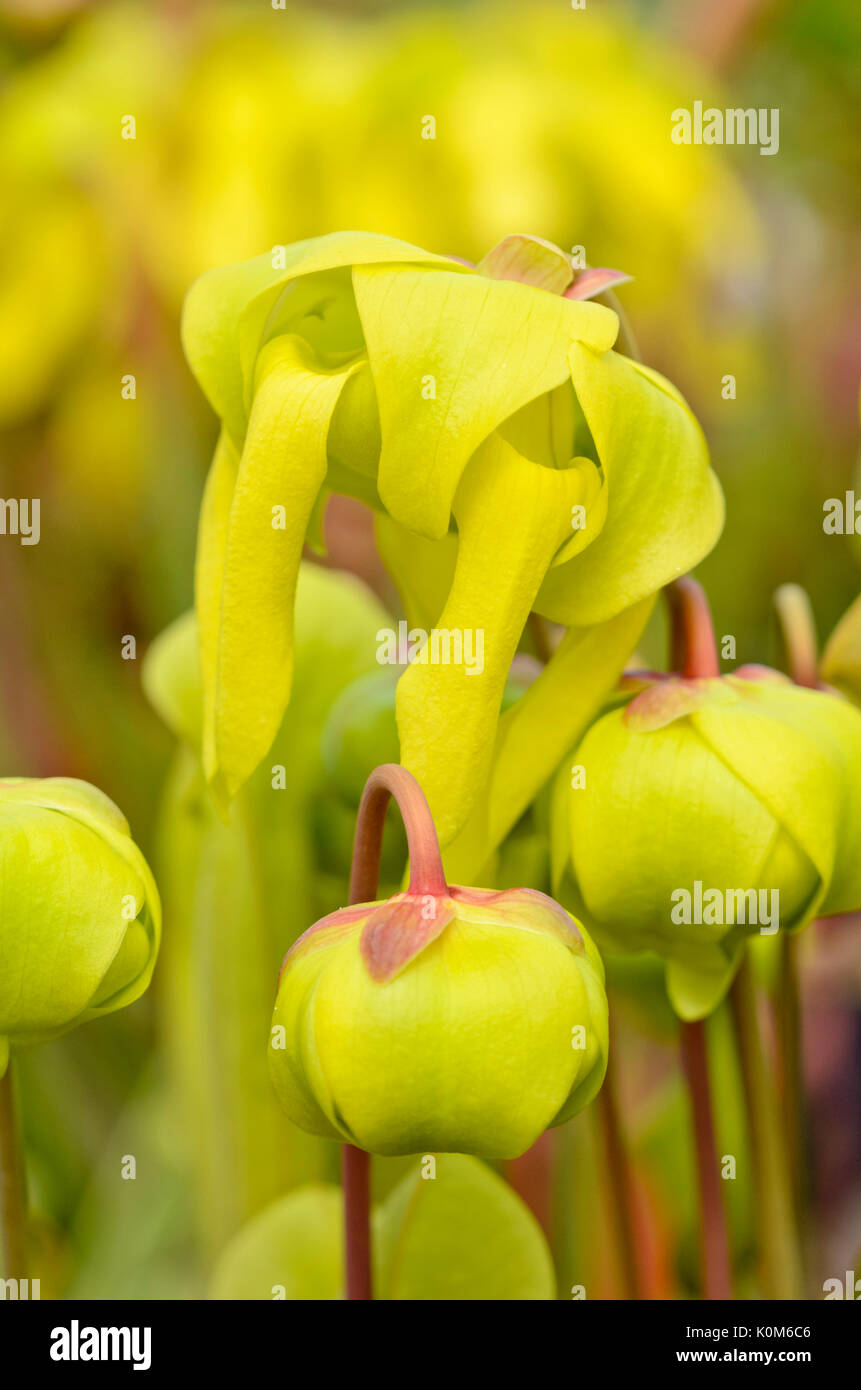 Gelbe Trompete Krug (Sarracenia flava) Stockfoto