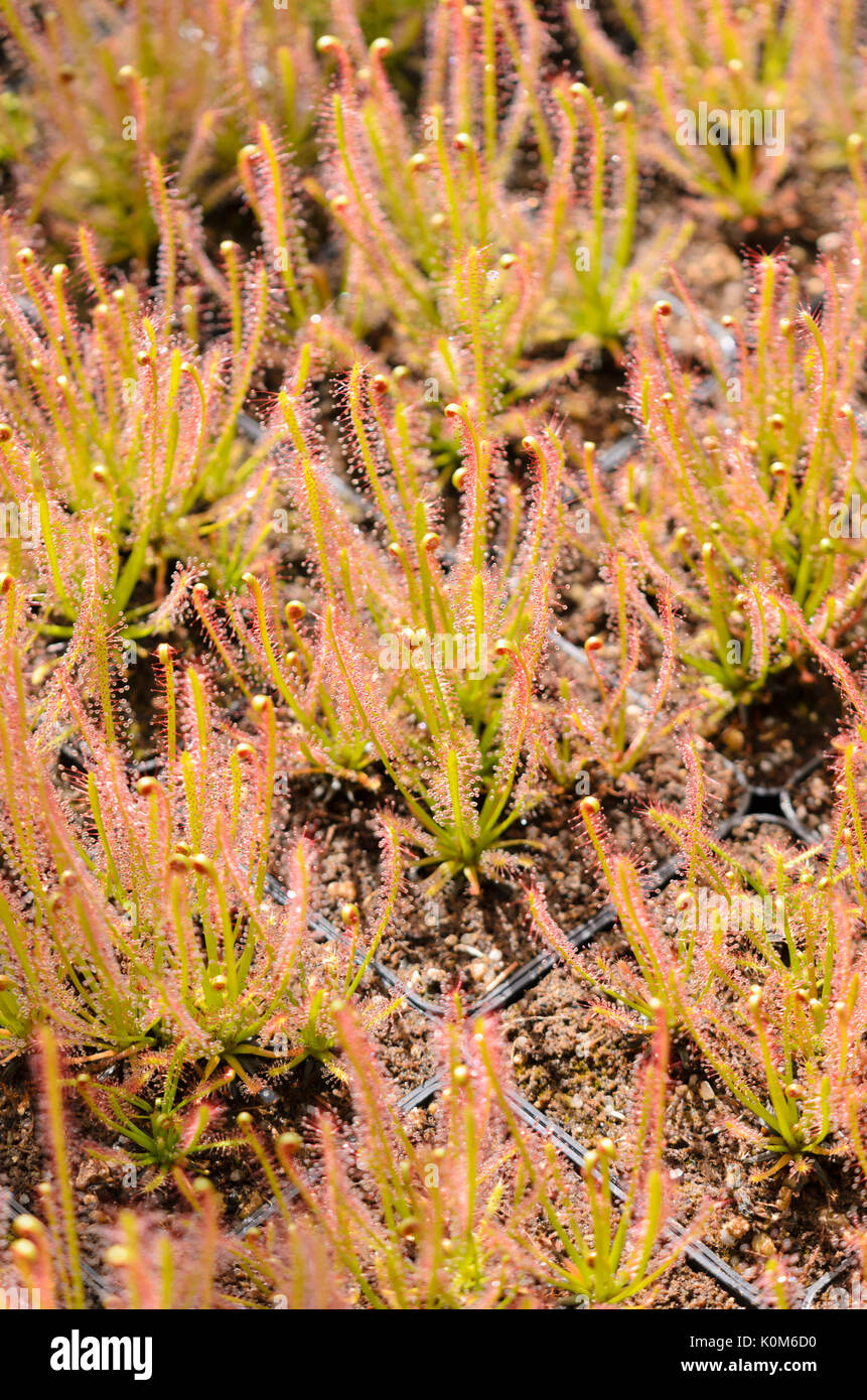 Sonnentau (Drosera intermedia x Filiformis) Stockfoto
