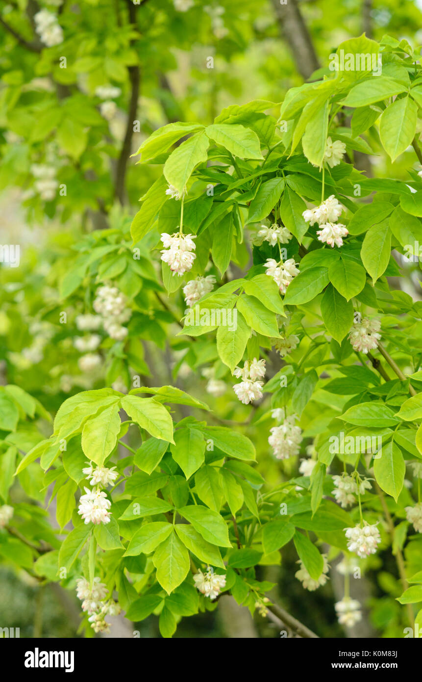 Kaukasische bladdernut (staphylea Colchica) Stockfoto