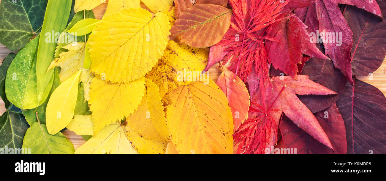 Rainbow bunte Herbstliche Blätter, Panorama Stockfoto