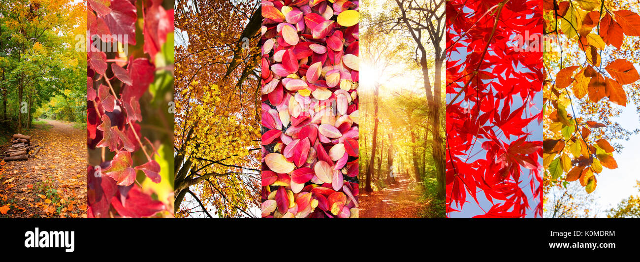 Blätter im Herbst und Natur Landschaften Panoramablick Collage, Herbst Konzept Stockfoto