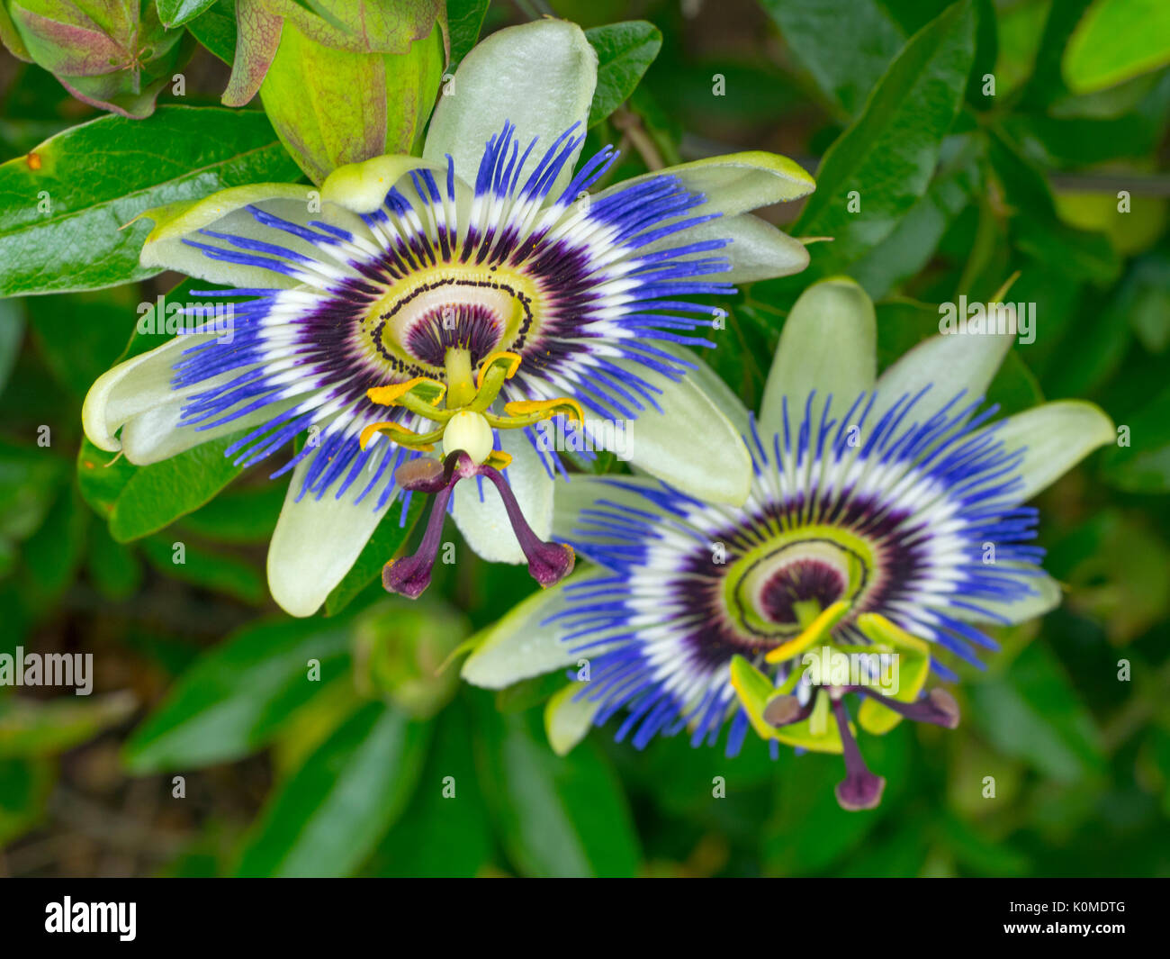 Blaue Passionsblume Passiflora caerulea Stockfoto