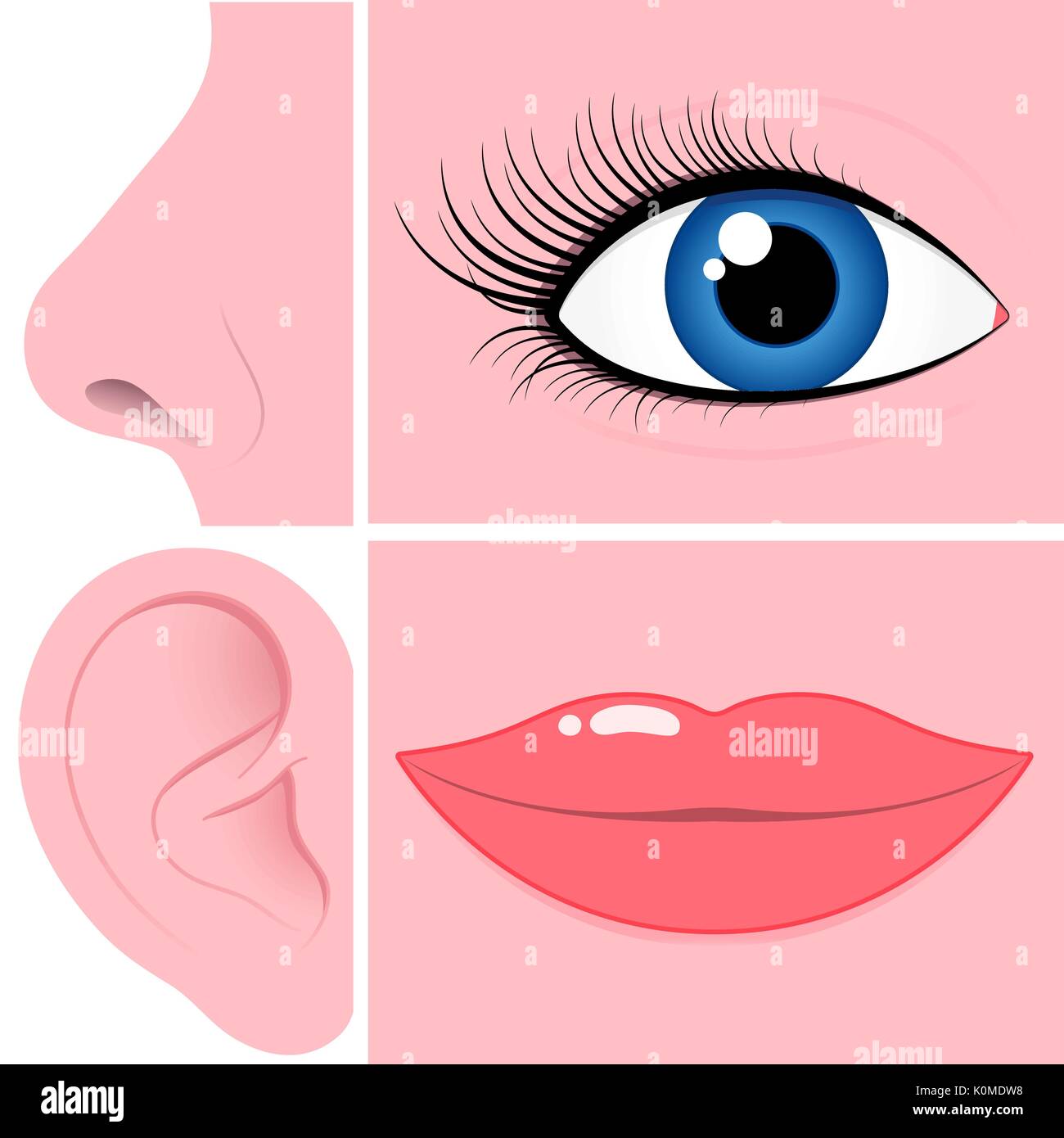 Nase, Auge, Ohr und Mund Sammlung Stock-Vektorgrafik - Alamy
