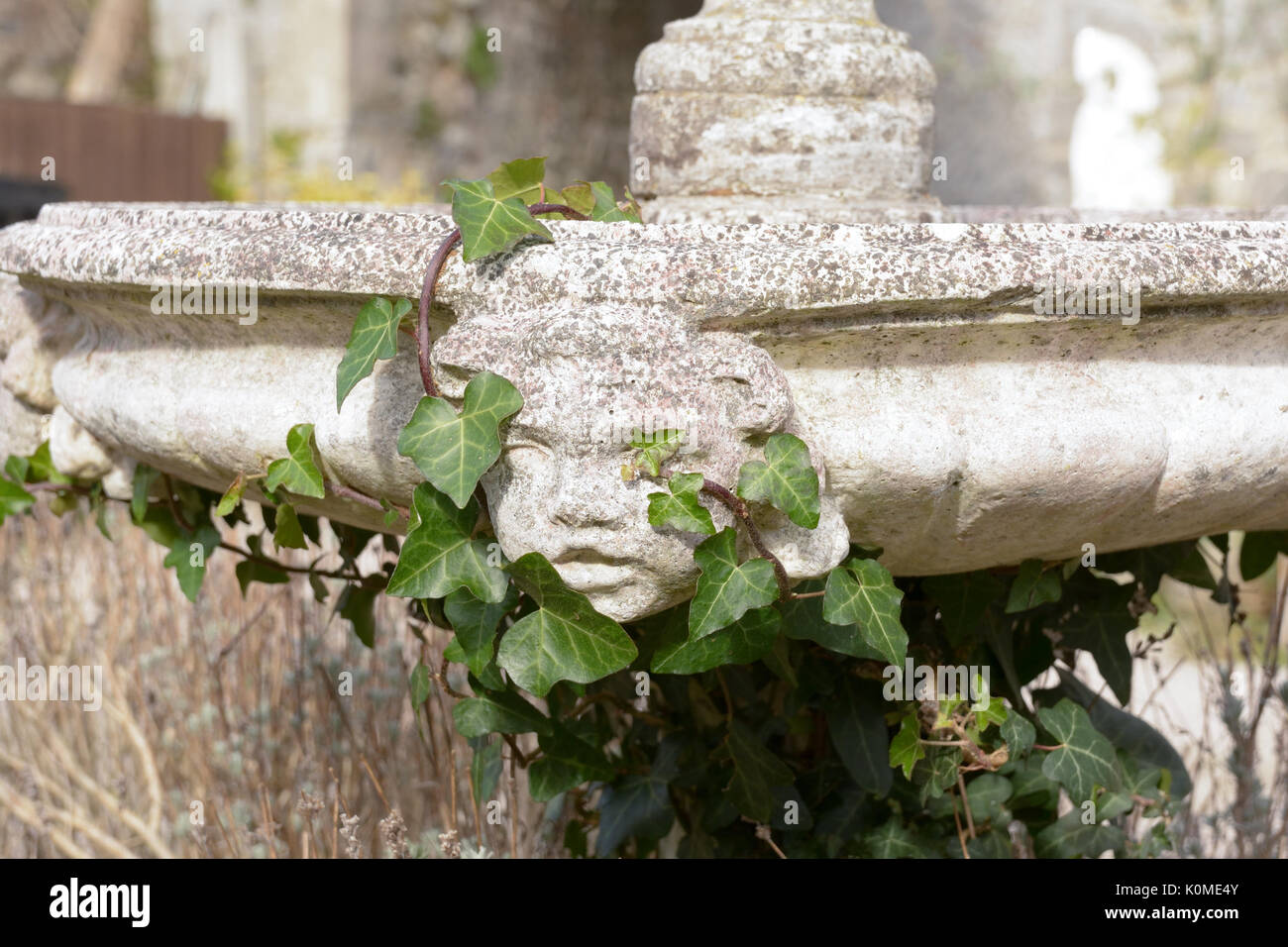 Engelchen Kopf auf Brunnen mit Efeu Ästen und Blättern bedeckt Stockfoto
