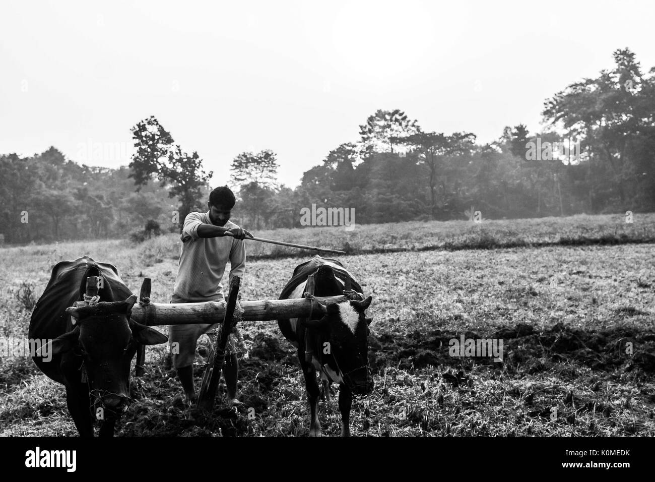 Bauern pflügen Felder, madarihat, West Bengal, Indien, Asien Stockfoto