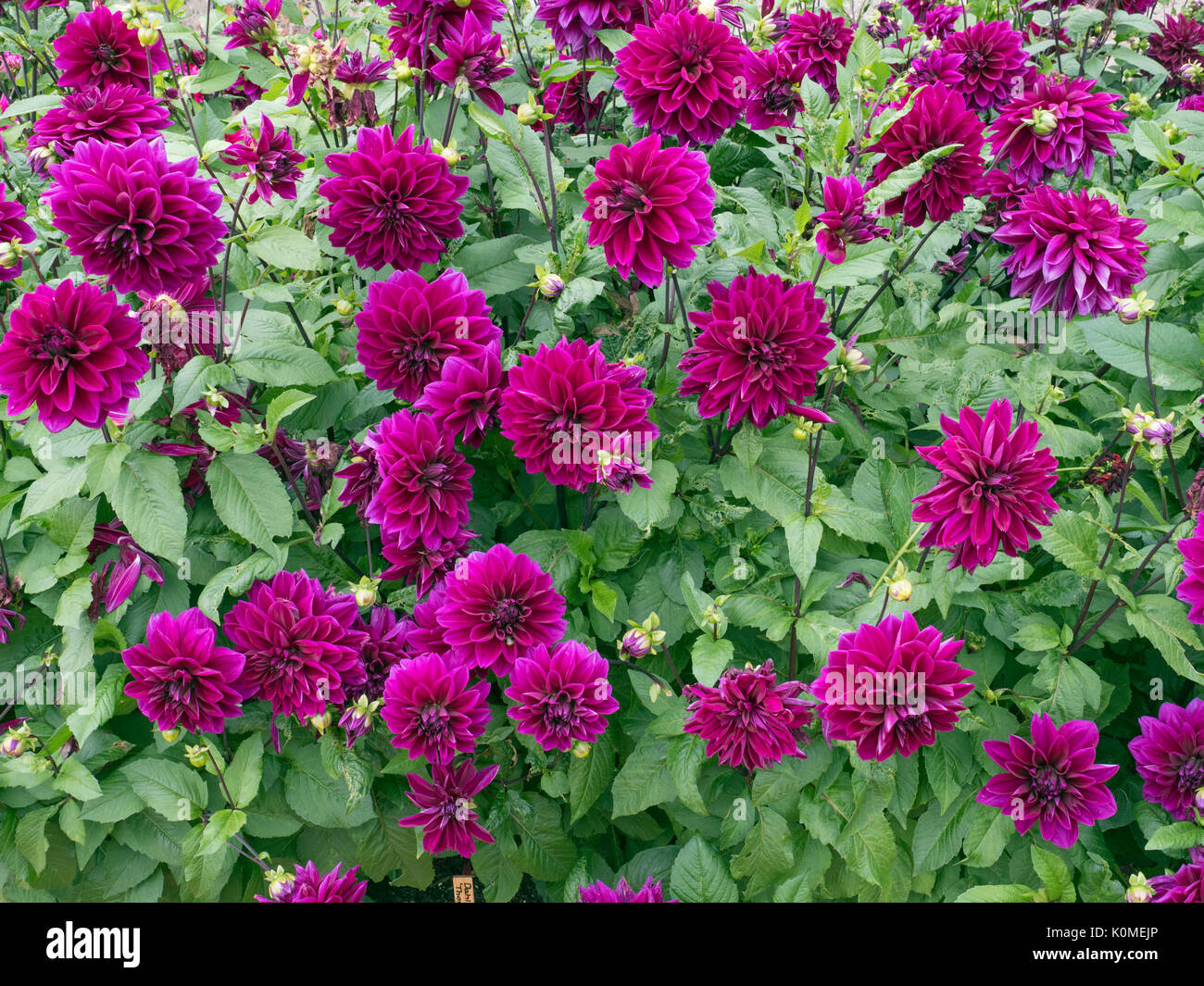 Dahlie Thomas Edison In Garten Grenze Stockfotografie Alamy