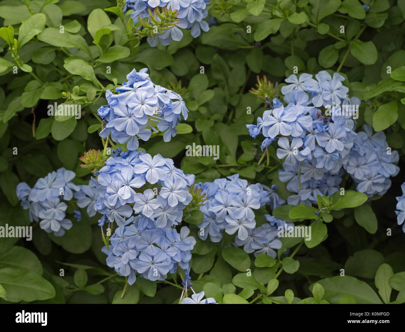 Plumbago capensis wachsen in großen grünen Haus Stockfoto