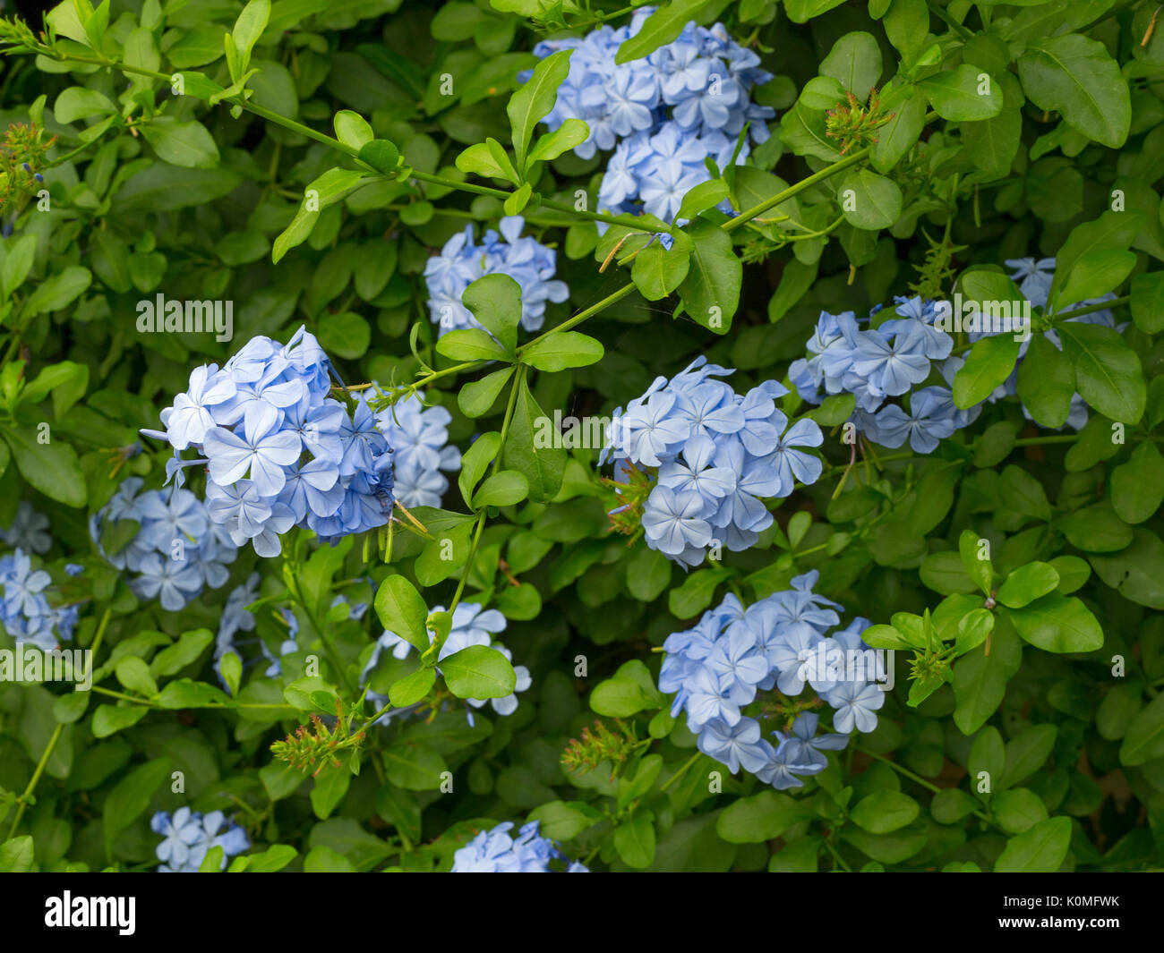 Plumbago capensis wachsen in großen grünen Haus Stockfoto