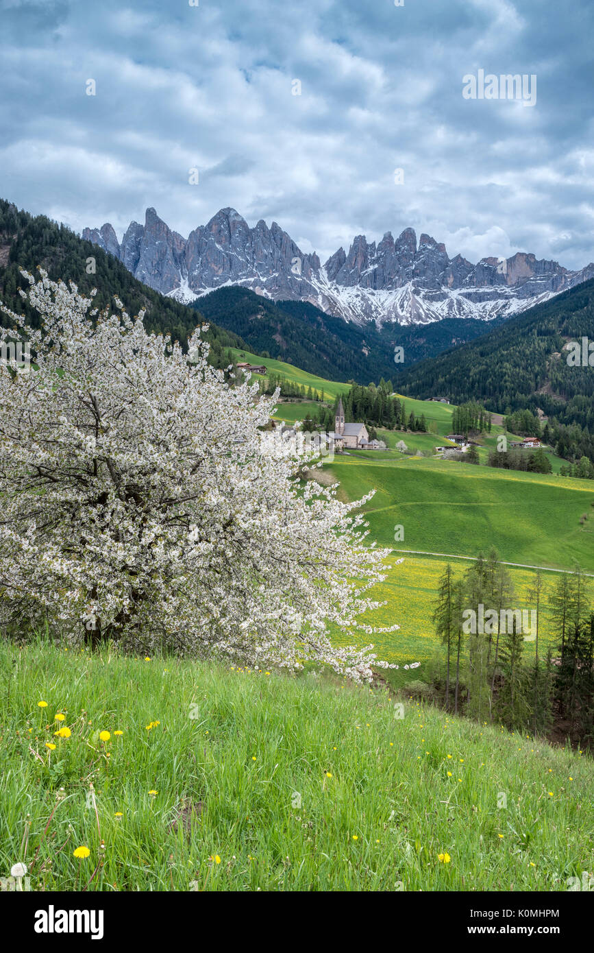 Funes Tal, Dolomiten, Südtirol, Italien. Frühling in Santa Maddalena und die Gipfel der Geislergruppe im Hintergrund Stockfoto