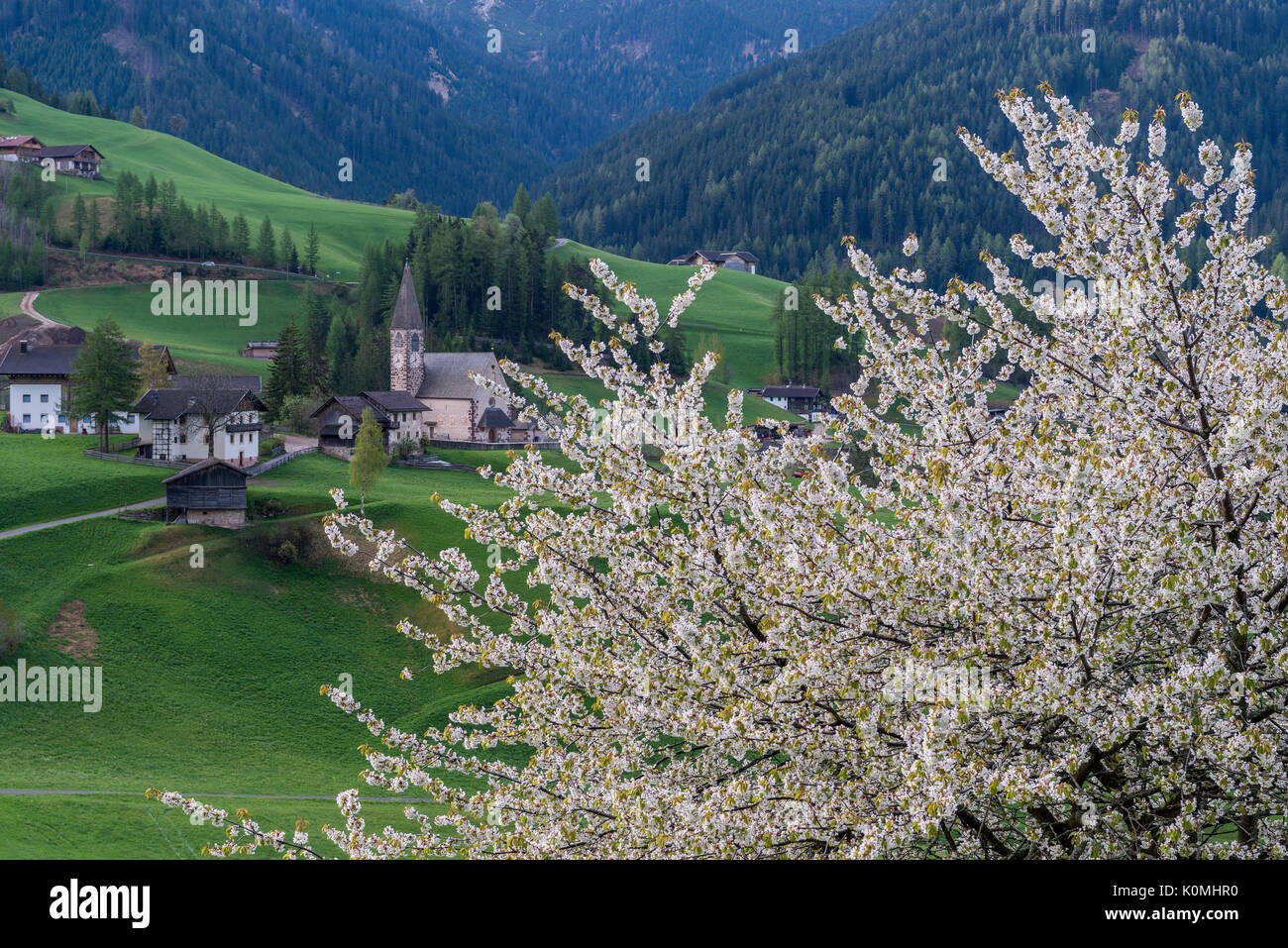 Funes Tal, Dolomiten, Südtirol, Italien. Frühling in Santa Maddalena Stockfoto