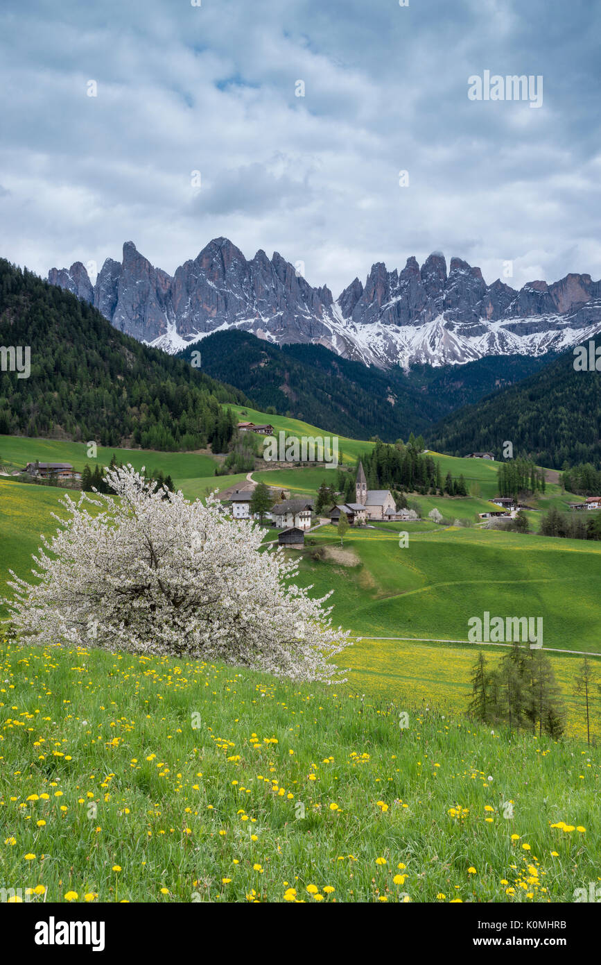 Funes Tal, Dolomiten, Südtirol, Italien. Frühling in Santa Maddalena in Villnöss Tal und die Gipfel der Geislergruppe im Hintergrund Stockfoto