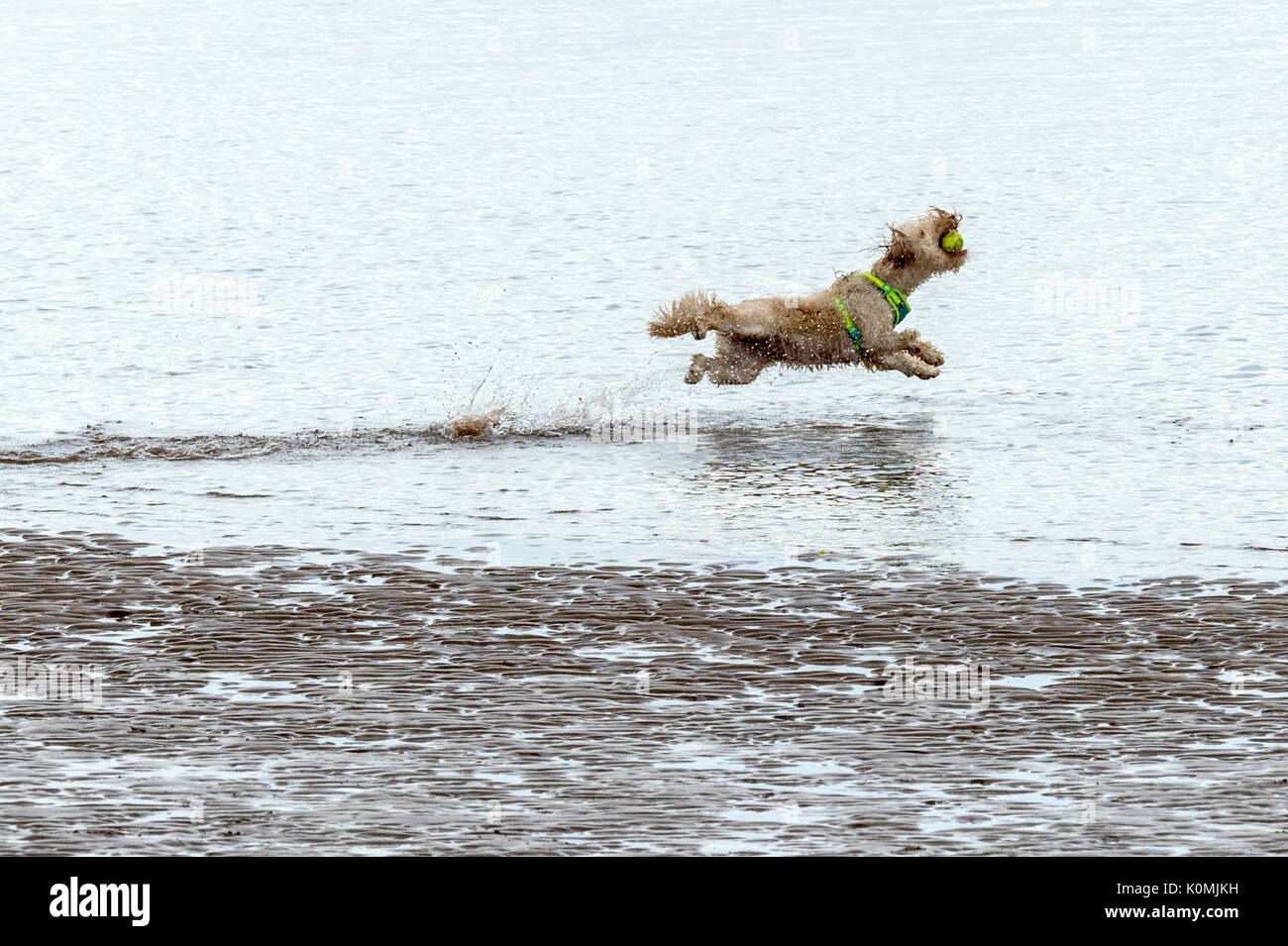 Wer die Hunde aus! Hunde am Strand trainieren, spielen, laufen, springen und Scherzen auf Tag Der schöne Sommer auf einer von Devon's feinsten Strand. Stockfoto