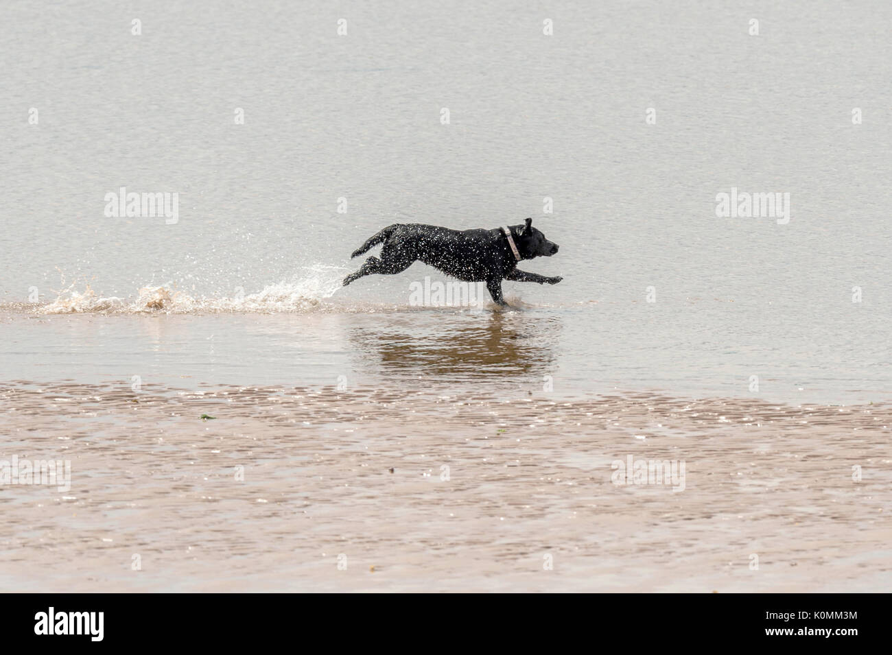 Wer die Hunde aus! Hunde am Strand trainieren, spielen, laufen, springen und Scherzen auf Tag Der schöne Sommer auf einer von Devon's feinsten Strand. Stockfoto