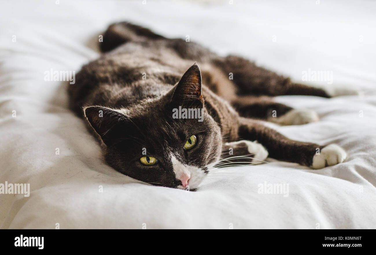 Sleepy Grau, Braun und flauschigen weissen Katze mit großen grünen stechenden Augen ruht auf hellen, weißen bequemes Bett Stockfoto