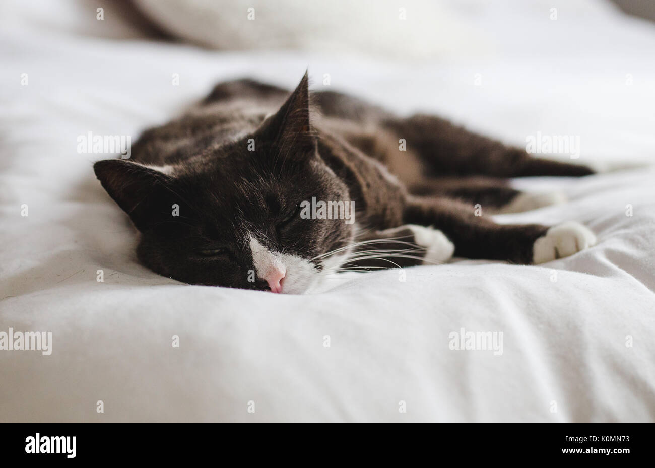 Schläfrig, graue, braune und weiße flauschige Katze ruht mit Blick auf das helle Weiß bequemes Bett geschlossen Stockfoto