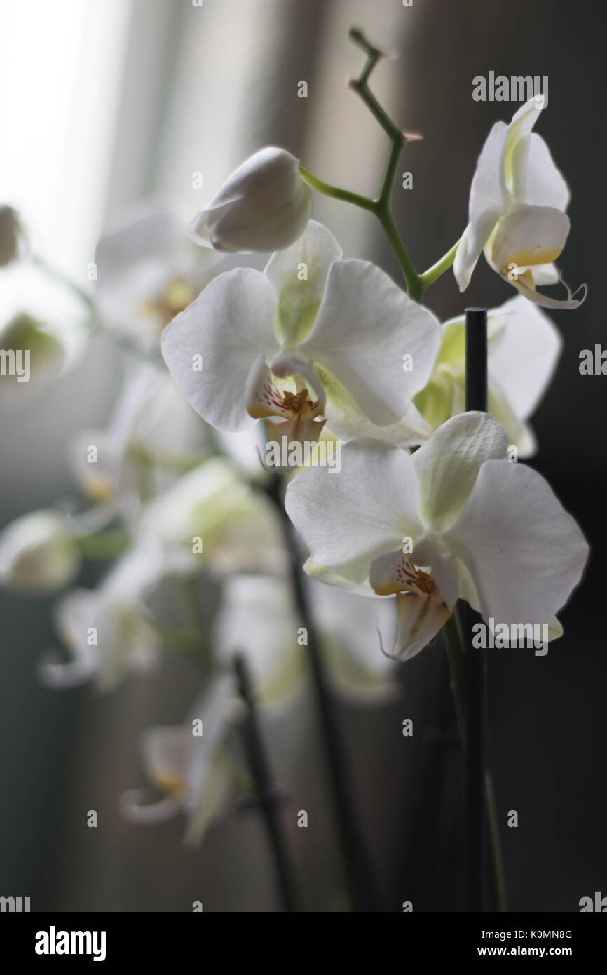 Weiße Blumen neben dem Fenster auf einem hellen Morgen Stockfoto