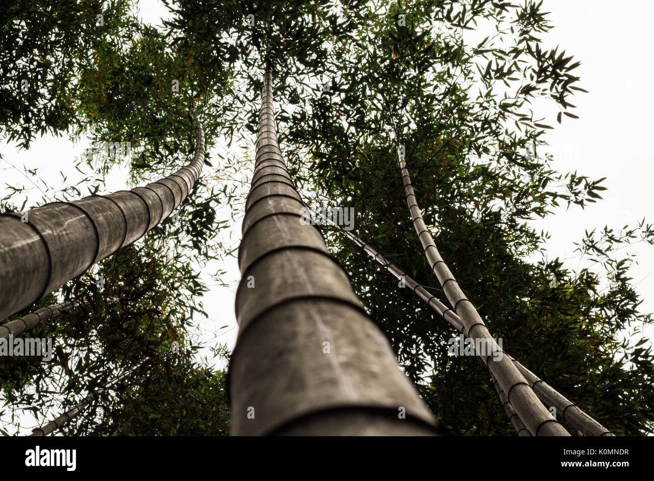 Suchen Bambus Trunks in Baumkronen eines Waldes in Japan Stockfoto