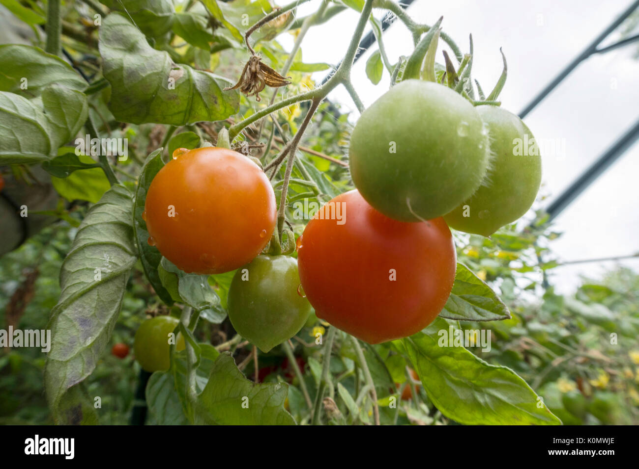 Tumbling Tom, ein Bush Sorte Cherry Tomaten, wachsen in Ampeln in einem Gewächshaus. Stockfoto