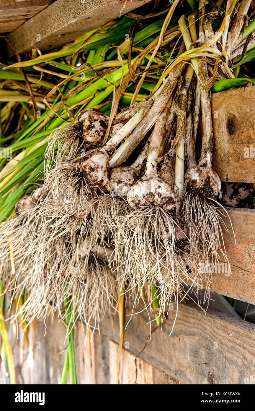 Knoblauchernte Stockfotos Knoblauchernte Bilder Alamy