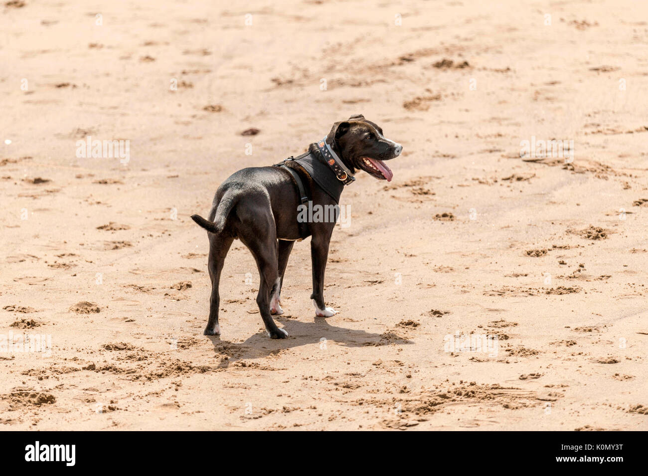 Wer die Hunde aus! Hunde am Strand trainieren, spielen, laufen, springen und Scherzen auf Tag Der schöne Sommer auf einer von Devon's feinsten Strand. Stockfoto