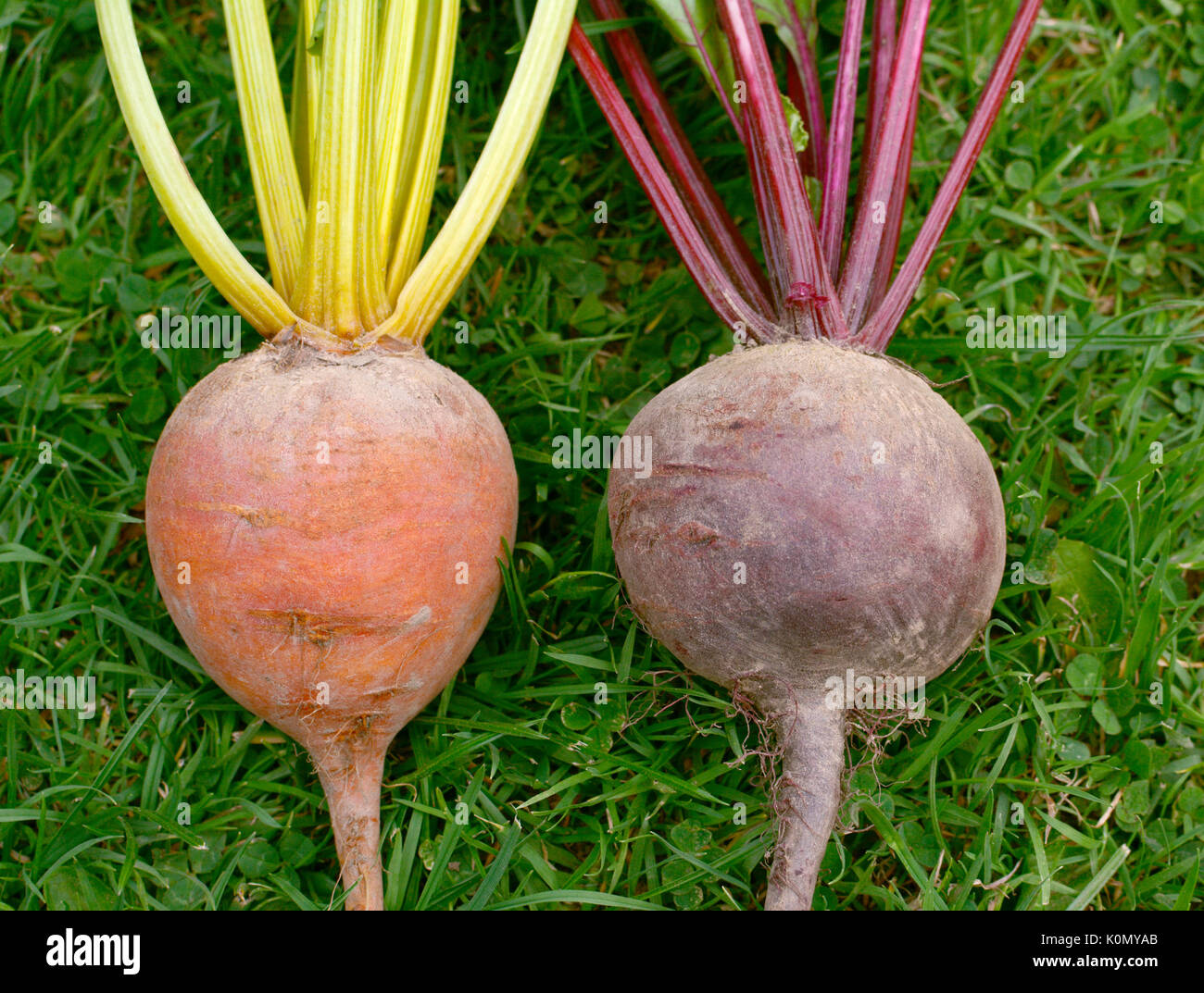 Close-up von Rainbow und Standard Sorten von Rote Bete - mit Orange und Rot Wurzeln Stockfoto