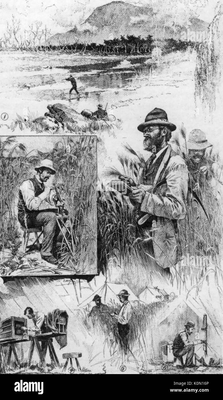 WILLIAM FARRER (1845-1906), australischen Agronom gezeigt Erforschung der Föderation Belastung von Weizen Stockfoto