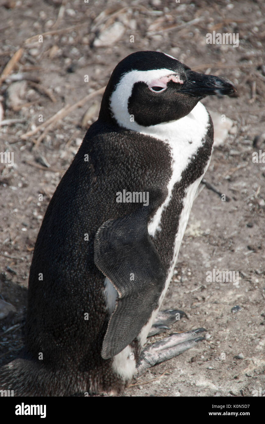 Exklusiv bei Alamy Stockfoto