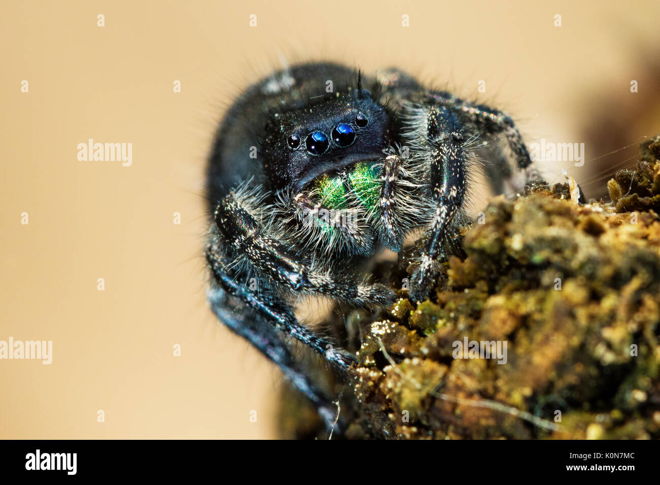 Gewagte jumping spider oder Bold jumping Spider (Phidippus Audax) Stockfoto