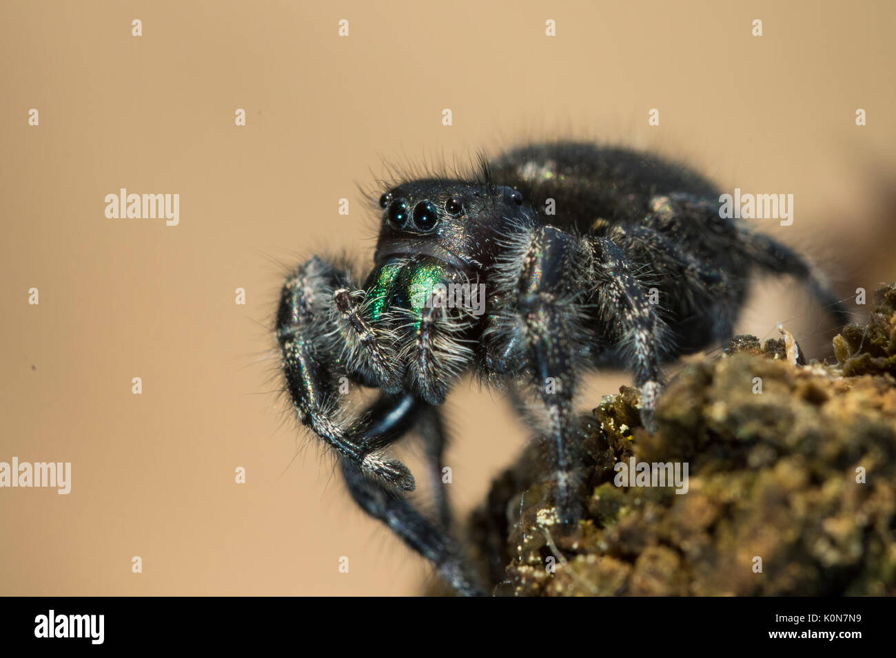 Gewagte jumping spider oder Bold jumping Spider (Phidippus Audax) Stockfoto