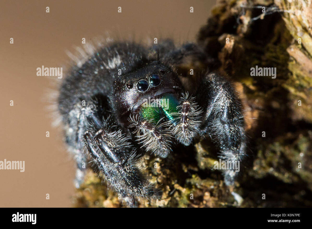 Gewagte jumping spider oder Bold jumping Spider (Phidippus Audax) Stockfoto