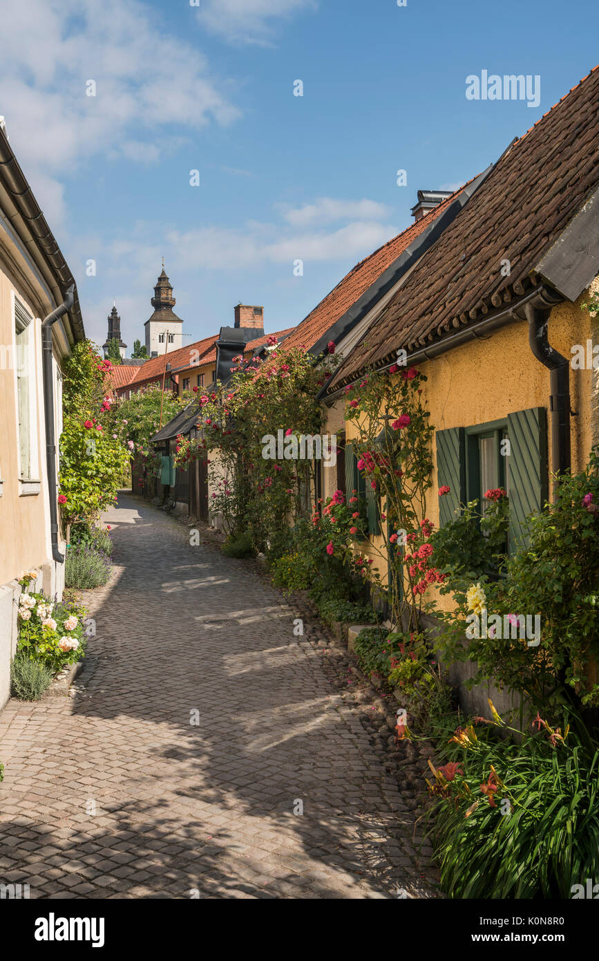 Rosen auf dem alten Gasse Fisherman's Alley (Fiskargrand). Visby, Gotland, Schweden, Skandinavien. Stockfoto