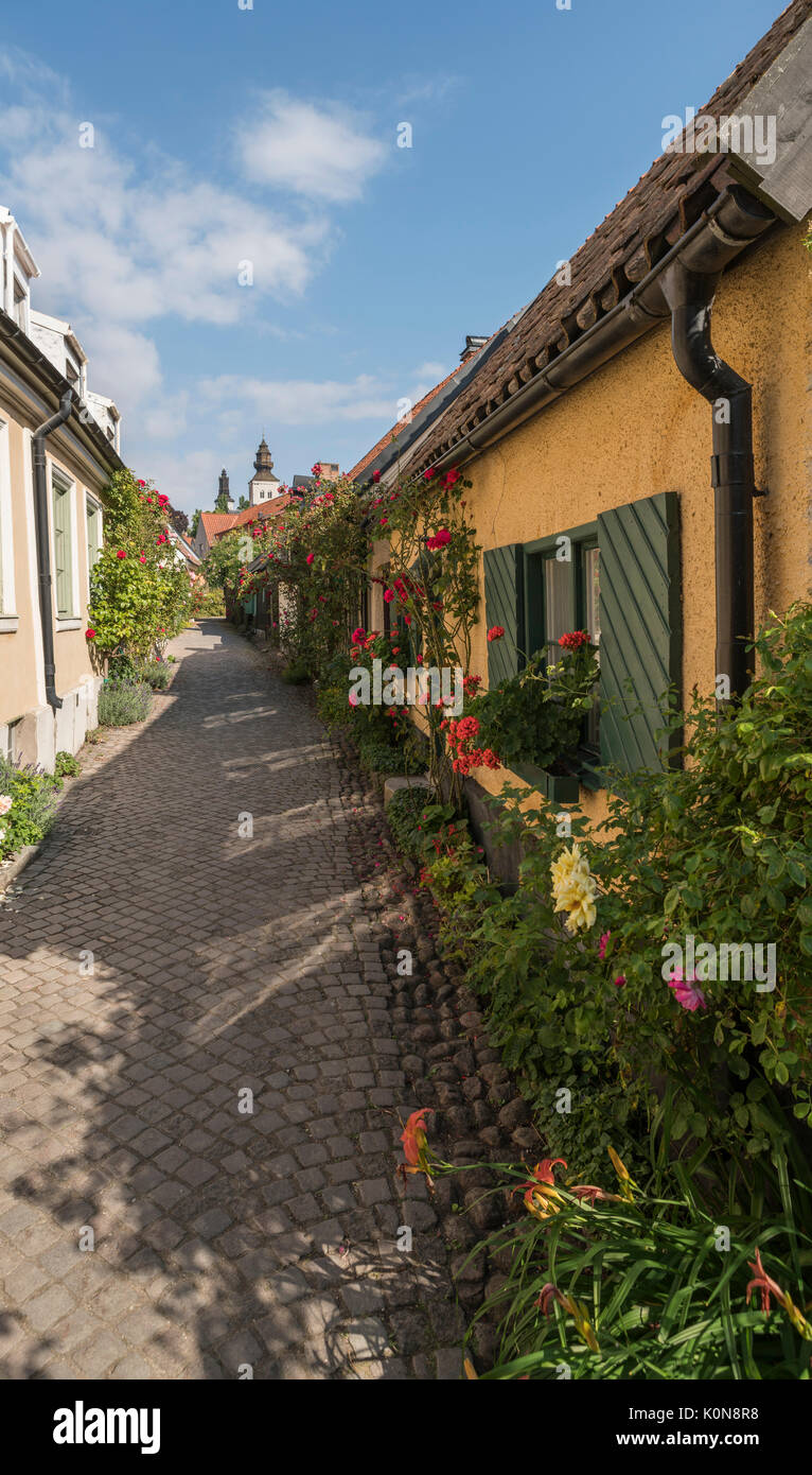 Rosen auf dem alten Gasse Fisherman's Alley (Fiskargrand). Visby, Gotland, Schweden, Skandinavien. Stockfoto