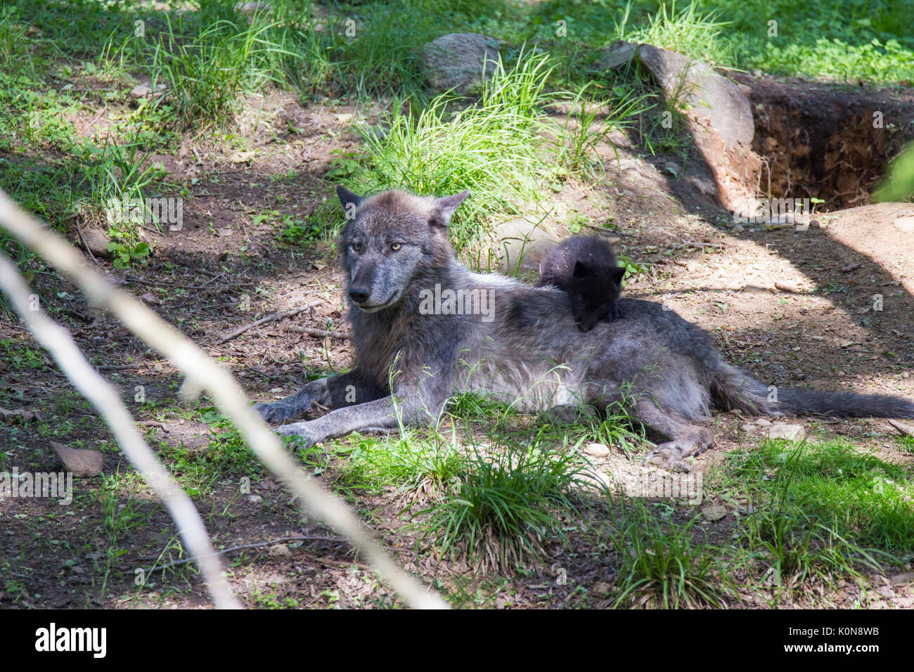 Schwarze Wölfe im Sommer Stockfoto