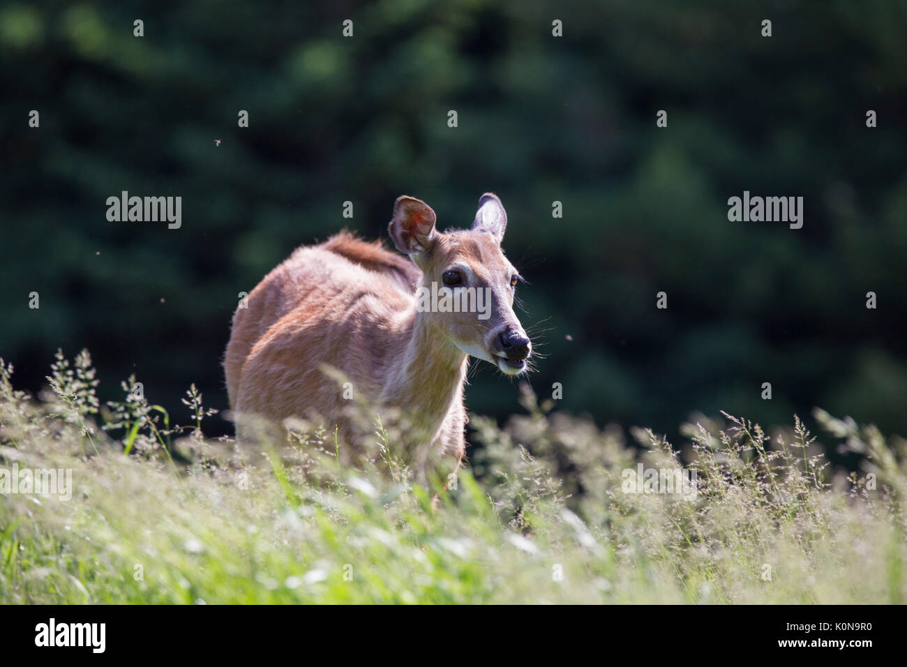 Whitetail deer doe Stockfoto