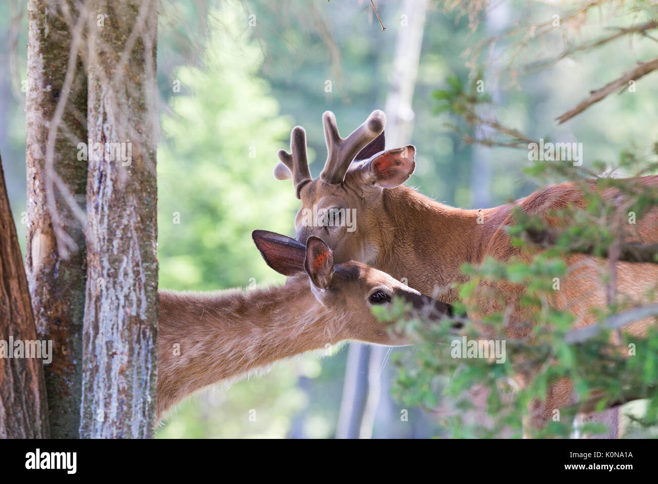Whitetail deer in der Liebe Stockfoto
