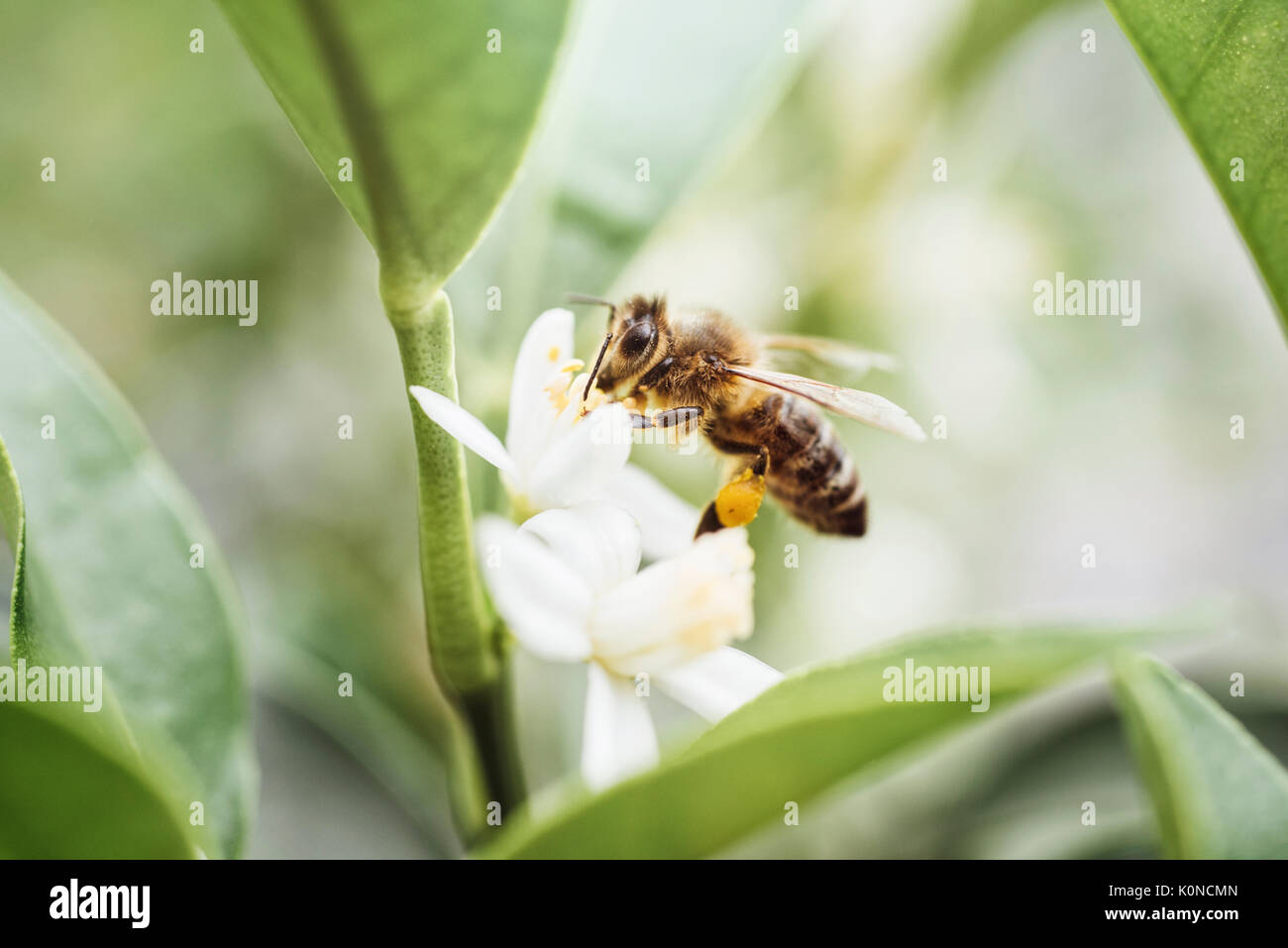 Bee Pollen sammeln auf einer Anlage (Citrus Kumquat) Stockfoto