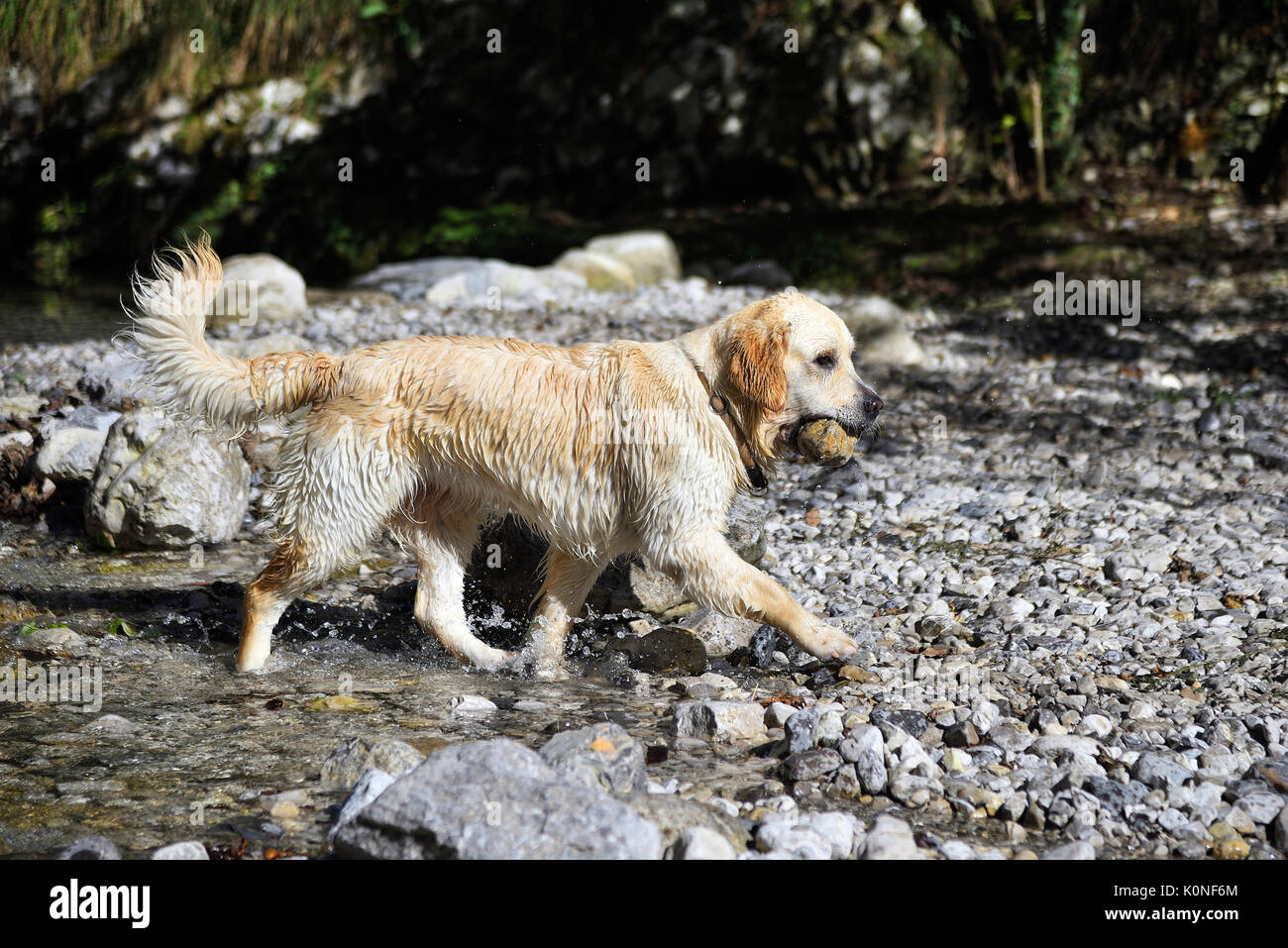 Golden Retriever Hund spielen am See an einem sonnigen Tag Stockfoto