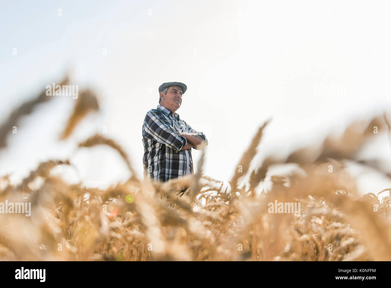 Inhalt senior Bauer im Weizenfeld Stockfoto