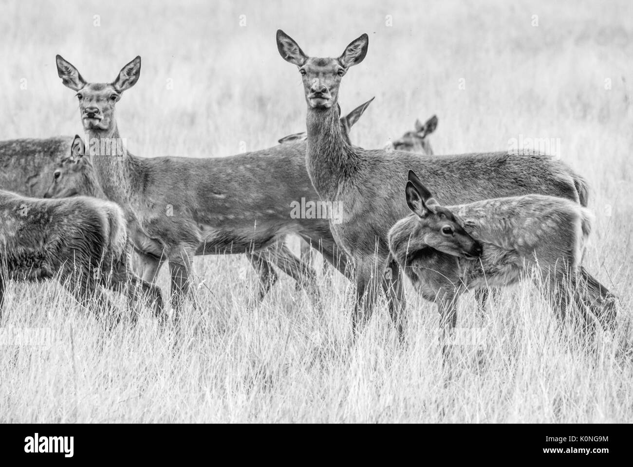 Red Deer Stockfoto