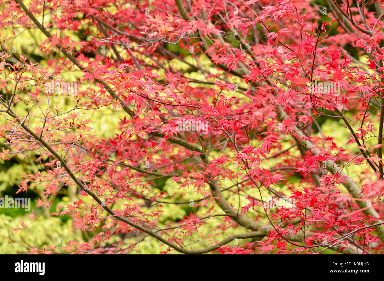 Japanischer Ahorn (Acer palmatum 'deshojo') Stockfoto