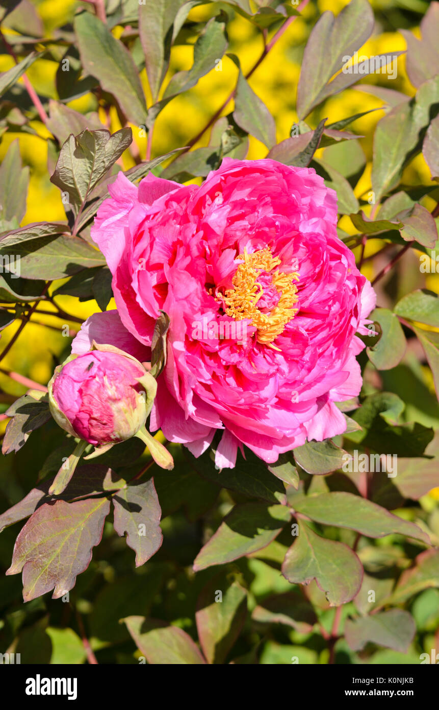 Baum Pfingstrose (Paeonia suffruticosa 'Beauté de Twickel') Stockfoto