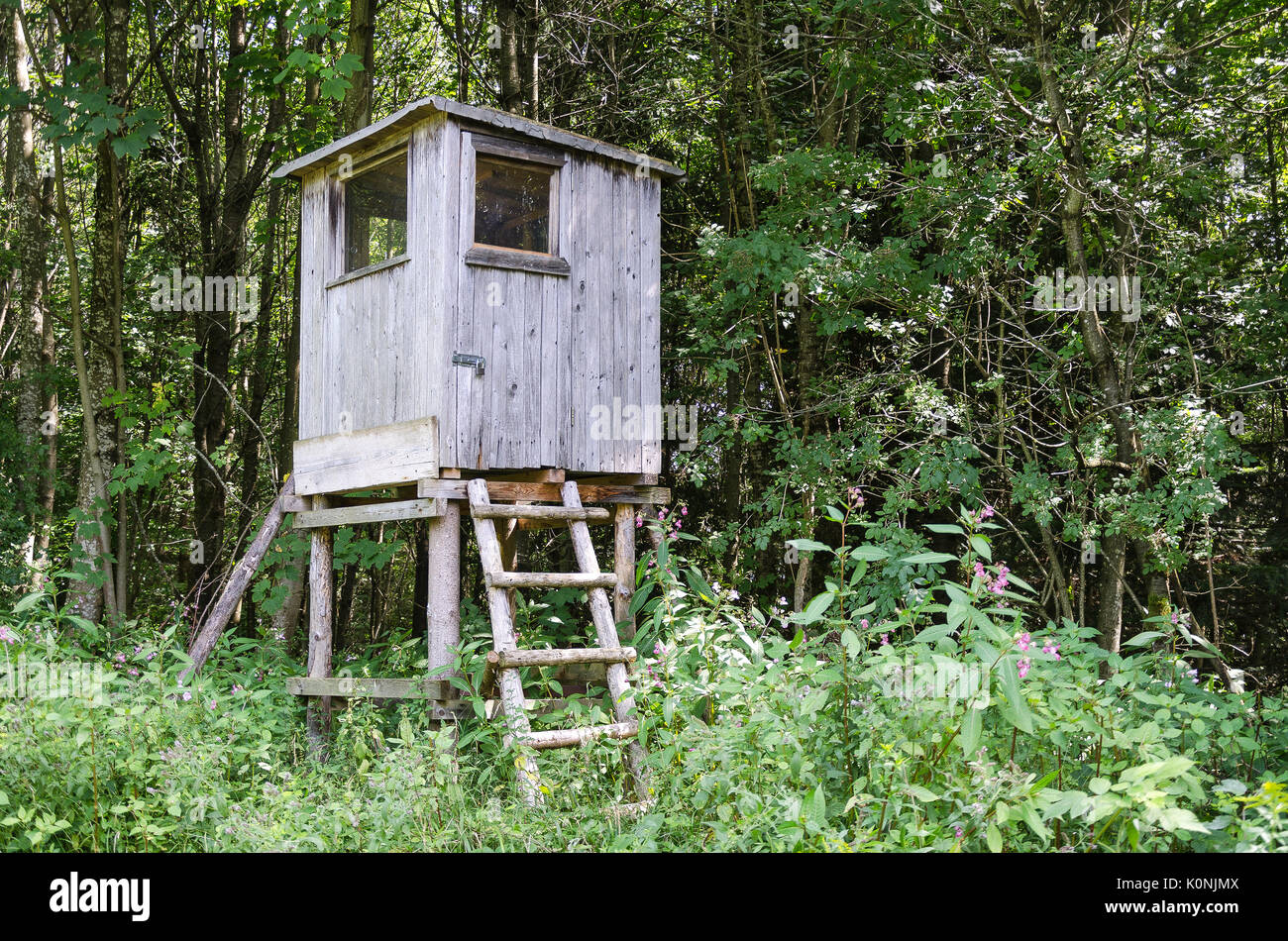 Holz- Baum in einem Wald, horizontale Ansicht. Box stehen, auch Rehe stehen. Geschlossene Plattform der Jäger für eine bessere Sicht zu erhöhen. Stockfoto