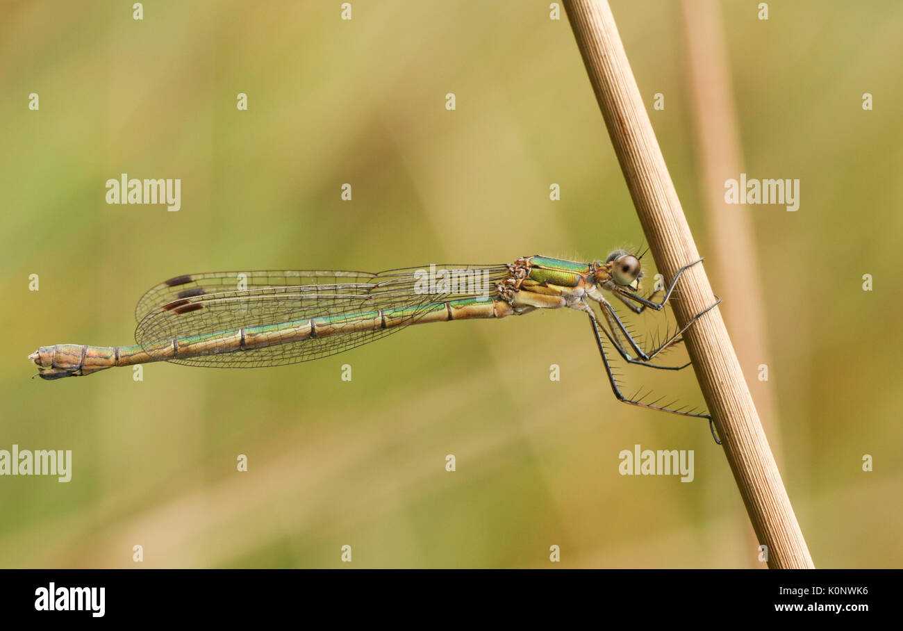 Eine atemberaubende weibliche Emerald Damselfly (Lestes sponsa) thront auf dem Schaft eines Reed. Stockfoto